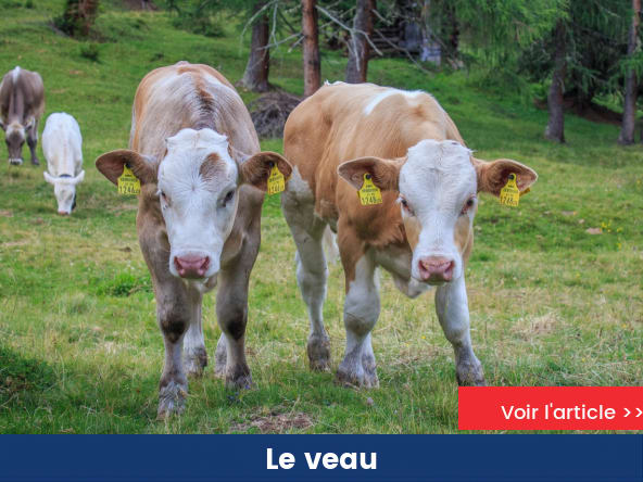 Le veau - Appellations, labels et qualité